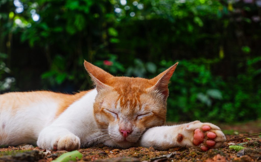 sovande katt
